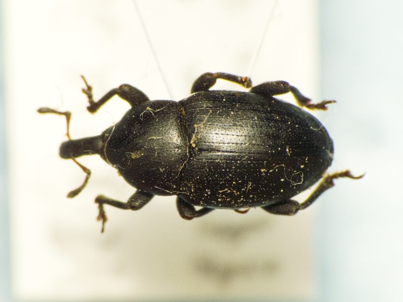 Malvaevora timida (Rossi, 1792)